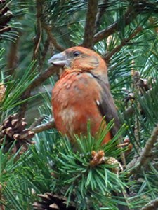 A male Spanish Common Crossbill - Loxia curvirostra © John Muddeman